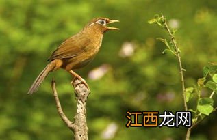 黄粉虫烘干后可以喂画眉鸟吗