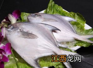 白鲳鱼钓底还是钓浮漂