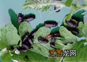 黄粉虫蛹多少天变成虫