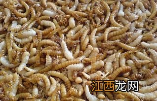 黄粉虫的天敌是什么