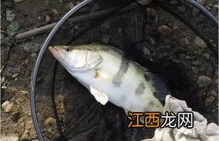 鳜鱼喜欢什么颜色的饵