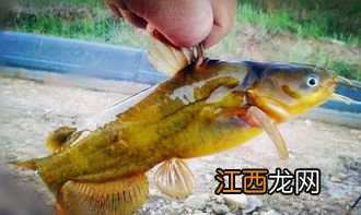 黄颡鱼夜里吃食吗