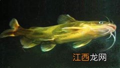 黄颡鱼吃黑壳虾吗
