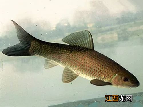 青鱼会不会自然繁殖