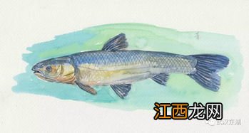 青鱼晚上吃不吃玉米