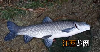 青鱼俗称什么鱼