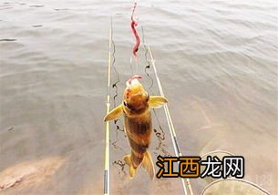 黄颡鱼钓深还是钓浅