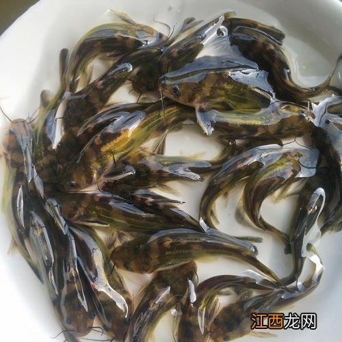 黄颡鱼的天敌有什么