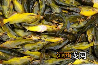 黄颡鱼能活多少年