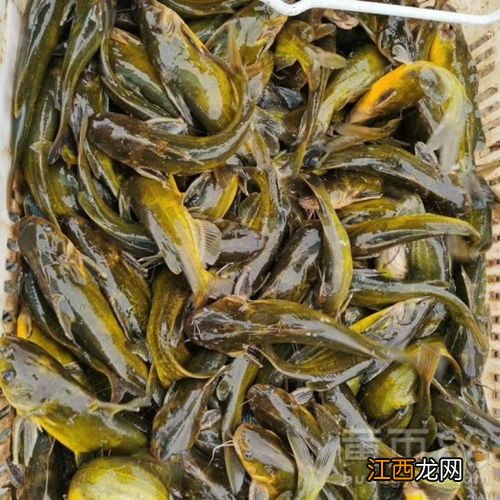 黄颡鱼能活多少年