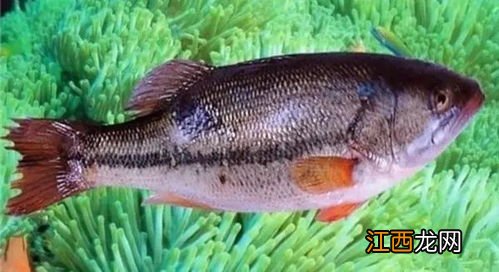 鲈鱼海鱼还是淡水鱼