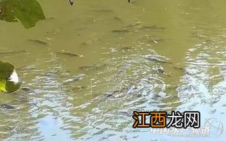 花鲢喂什么生长快