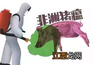 非洲猪瘟死后鼻孔流血吗