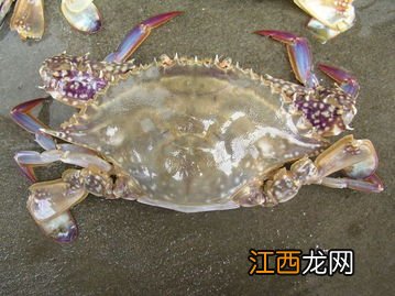 梭子蟹死了能吃了吗