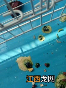 鸽子粪便分析及治疗