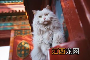 猫齿鲨怎么吃