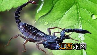 药蝎养殖是真的吗