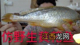 春子鱼和黄花鱼的区别