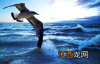 海燕是什么