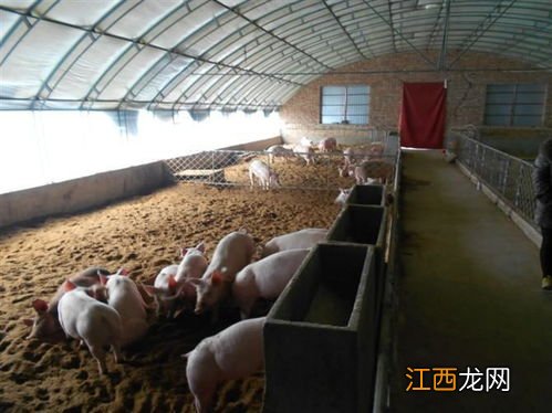 建养殖大棚可养猪吗