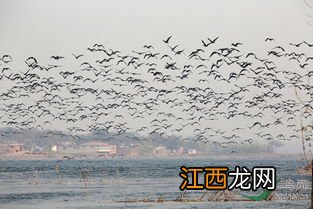 雁群为什么会写字原因