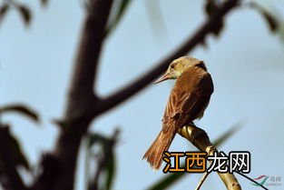 苇莺鸟怎么看公母