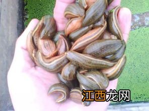 水蛭和水螅的区别