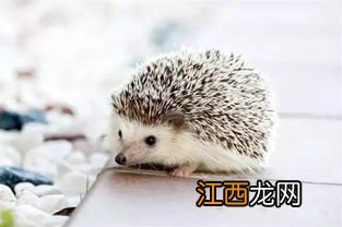 刺猬怎么过冬