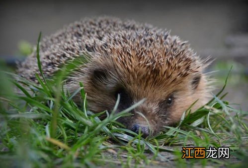 野刺猬能洗澡吗