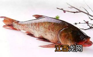 花鲢晚上在什么水位