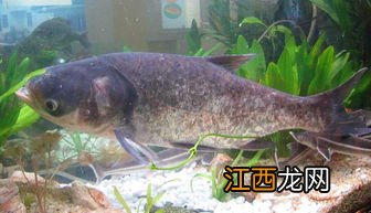 花鲢打印病怎么治