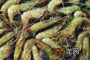 河虾会吃鱼吗