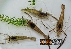 河虾头部黑色的是什么