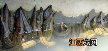水蛭好坏怎么区分