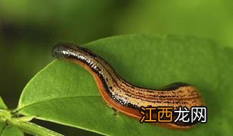 水蛭好坏怎么区分