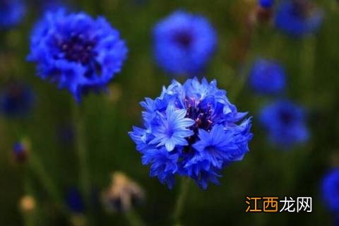 蓝花矢车菊的花语