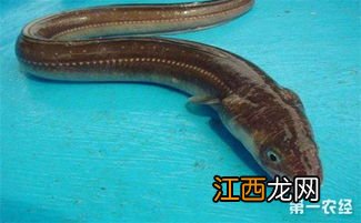鳗鱼能养殖吗