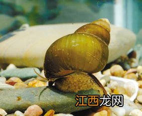 田螺是软体动物吗