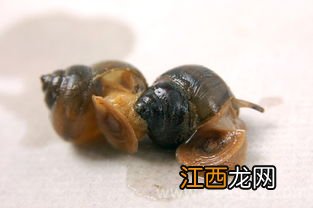 田螺是软体动物吗