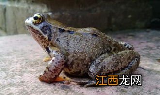 蟾蜍是两栖动物吗