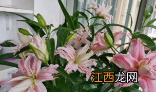 百合花的种植和养殖方法 百合花怎么养种植和养护呢