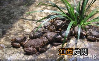 石蛙养殖怎样安全越冬