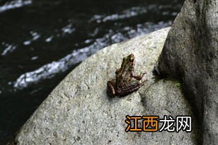 石蛙特种养殖证能办下来吗