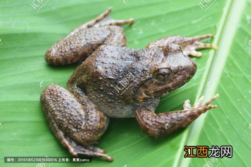 石蛙在家要不要放水