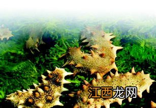 海参分公母吗