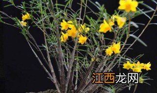 姬竹叶石斛的养殖方法 如何养护姬竹叶石斛