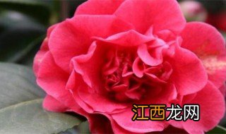 山茶花树的养殖方法 山茶花的养殖方法介绍