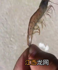 对虾蜕皮后几天摄食