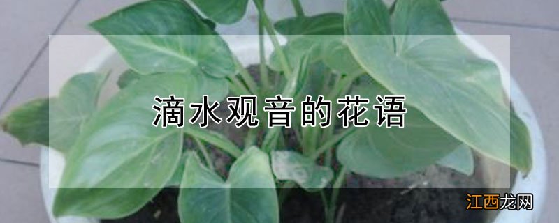 滴水观音的花语