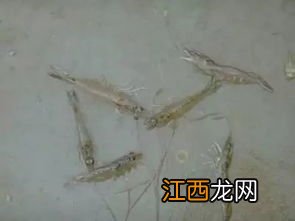 南美白对虾空肠怎么治